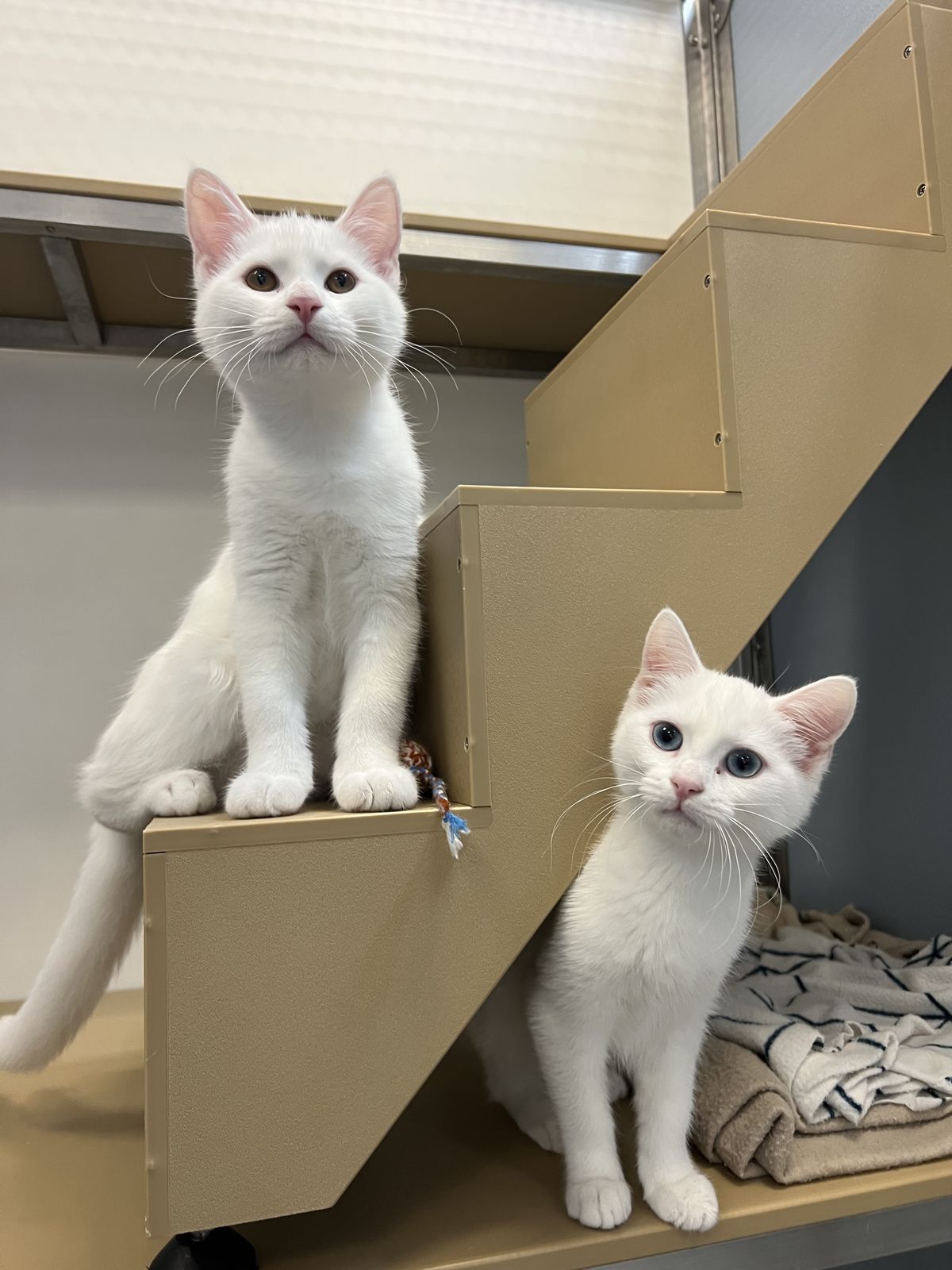 Gallery image: Jasper