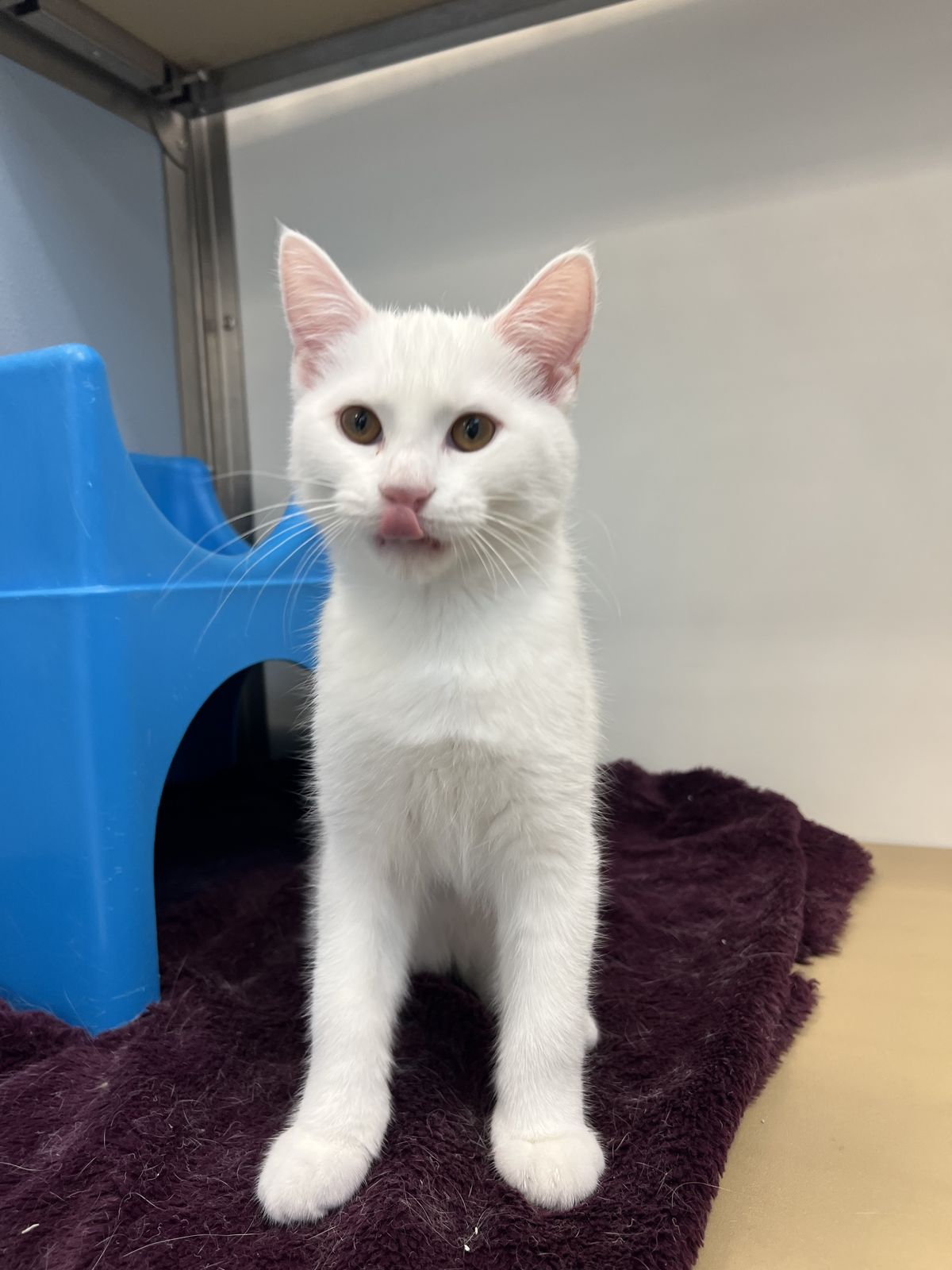 Gallery image: Jasper