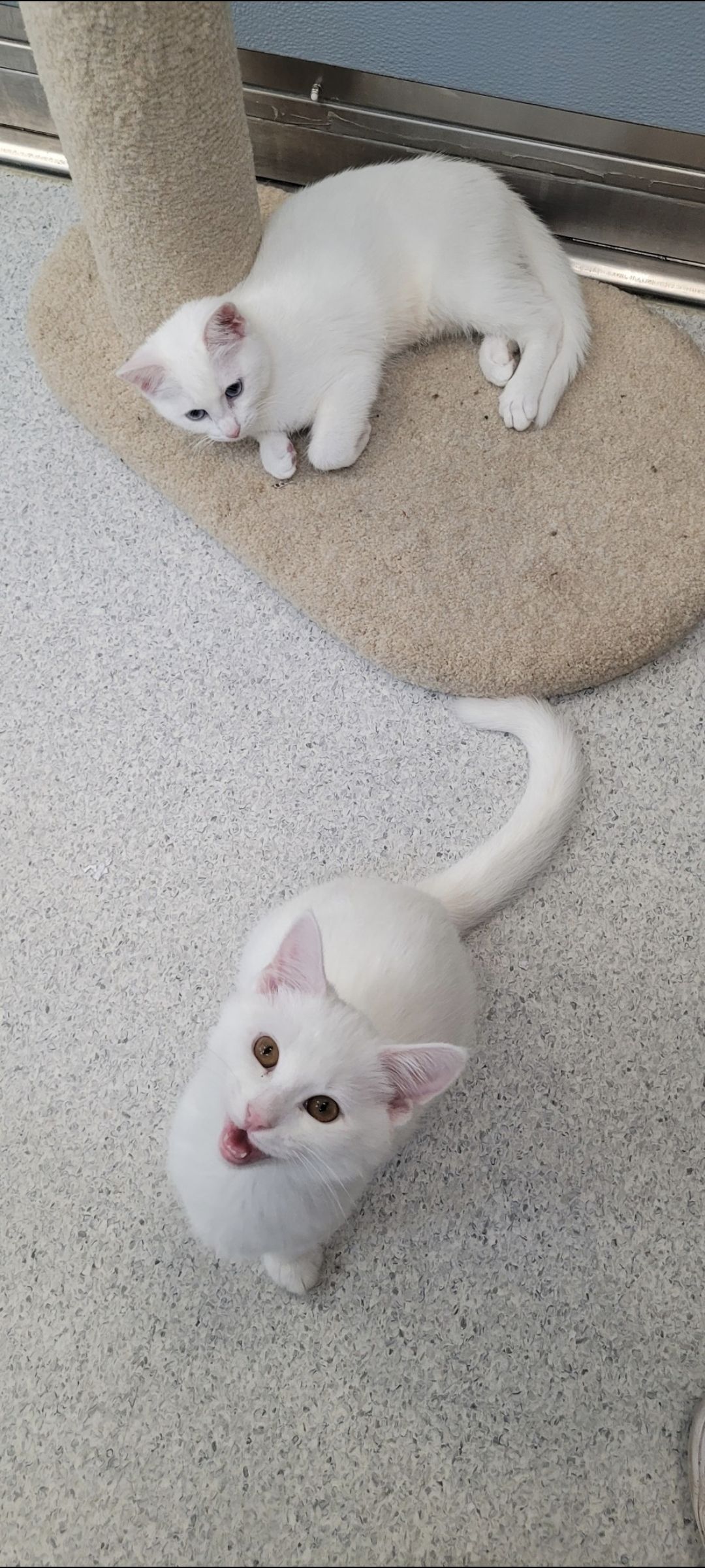 Gallery image: Jasper