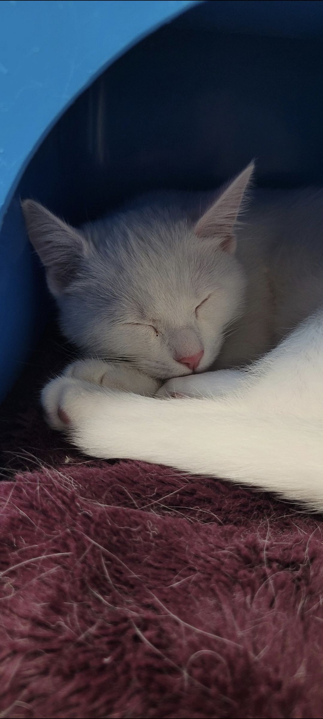 Gallery image: Jasper