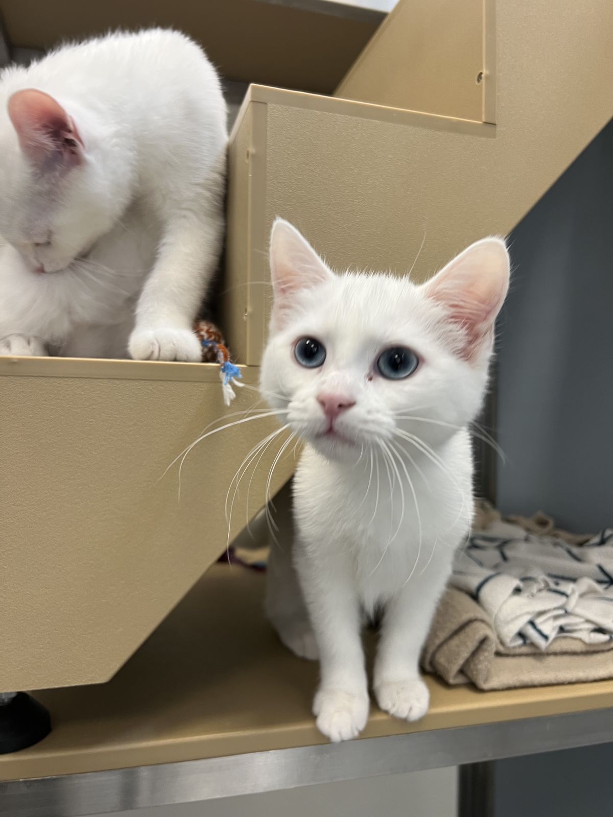 Gallery image: Crystal