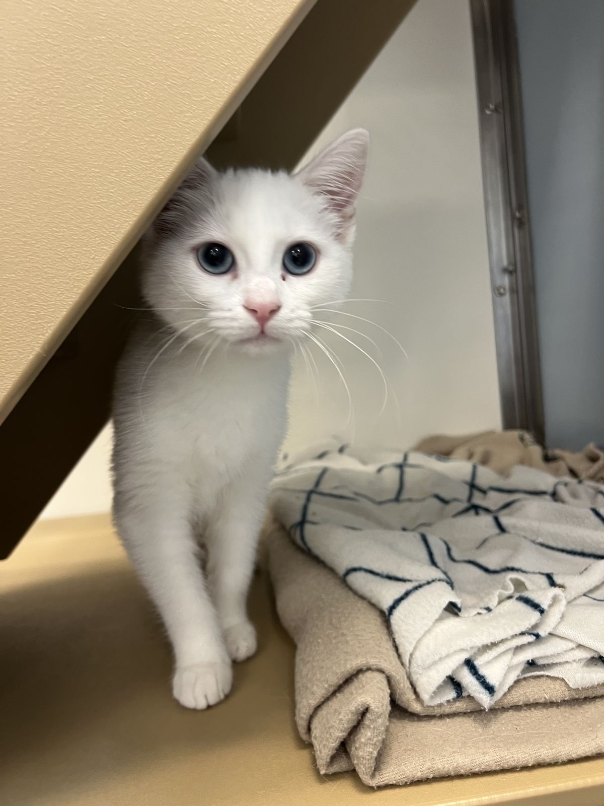 Gallery image: Crystal