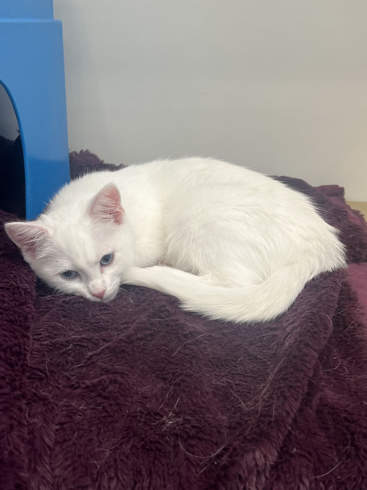 Gallery image: Crystal