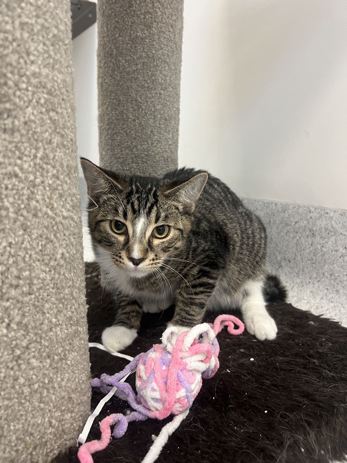 Gallery image: Billy 