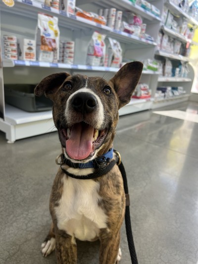 Max - Staffordshire Bull Terrier