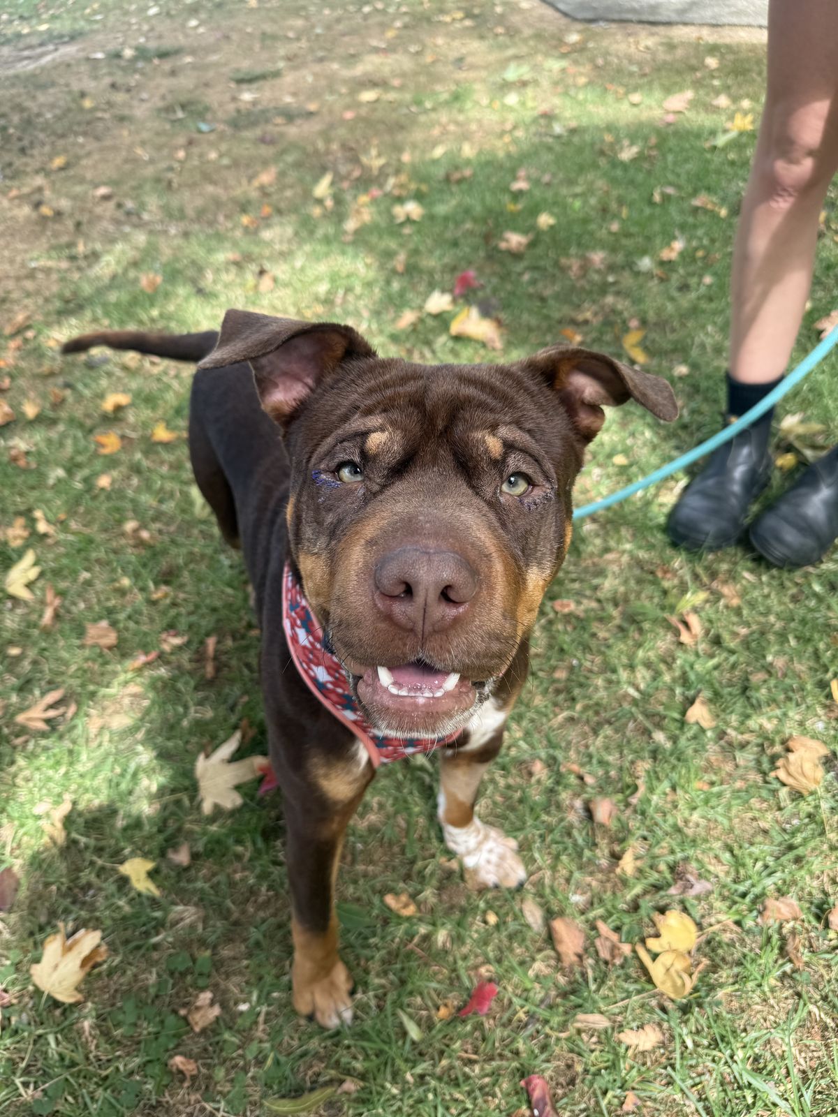 Gallery image: Mustang