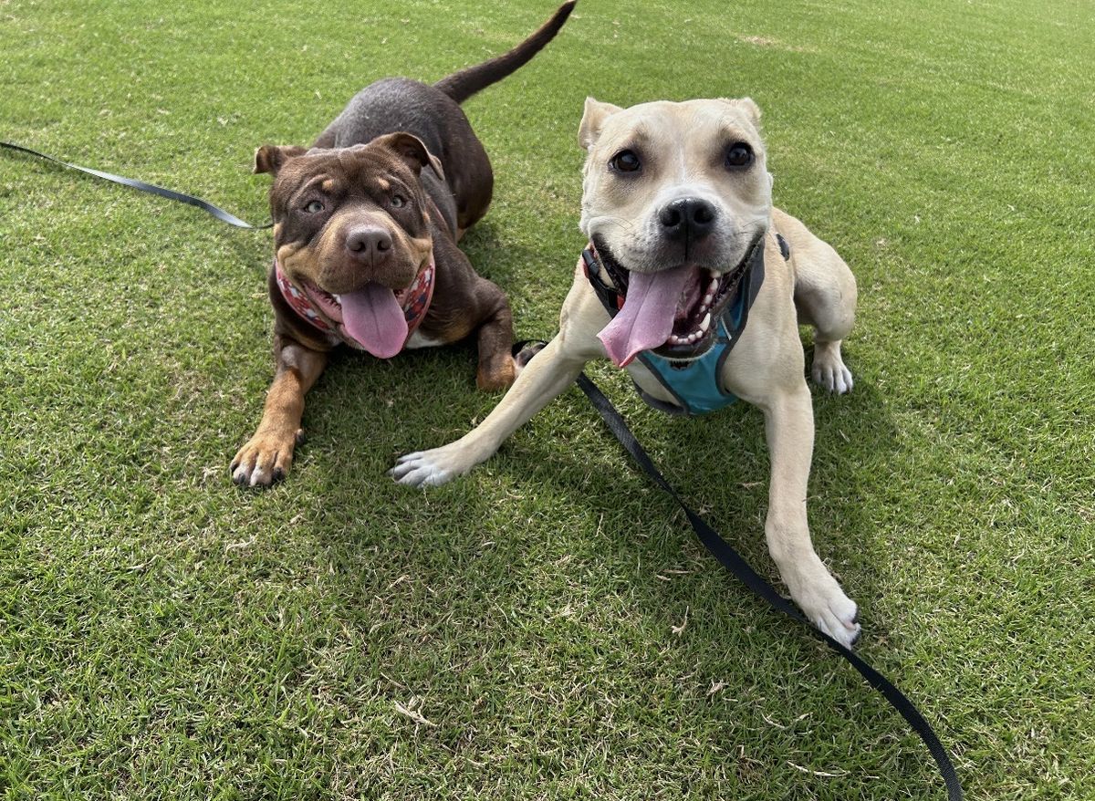 Gallery image: Mustang