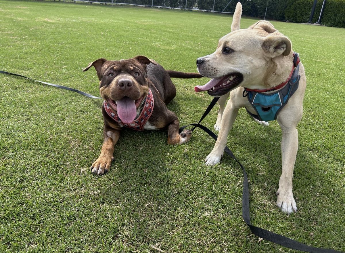 Gallery image: Mustang