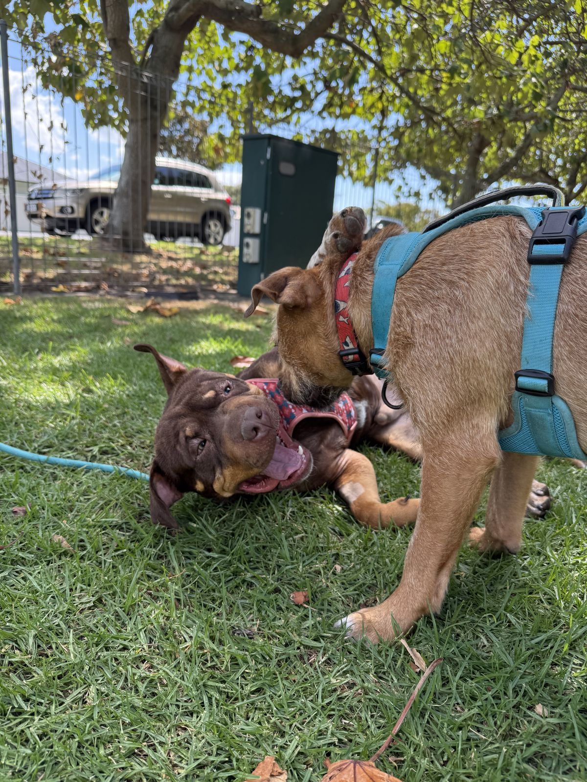 Gallery image: Mustang