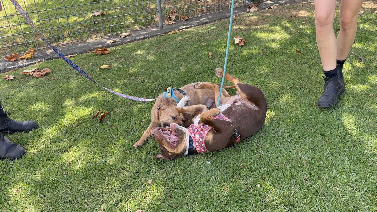 Gallery image: Mustang