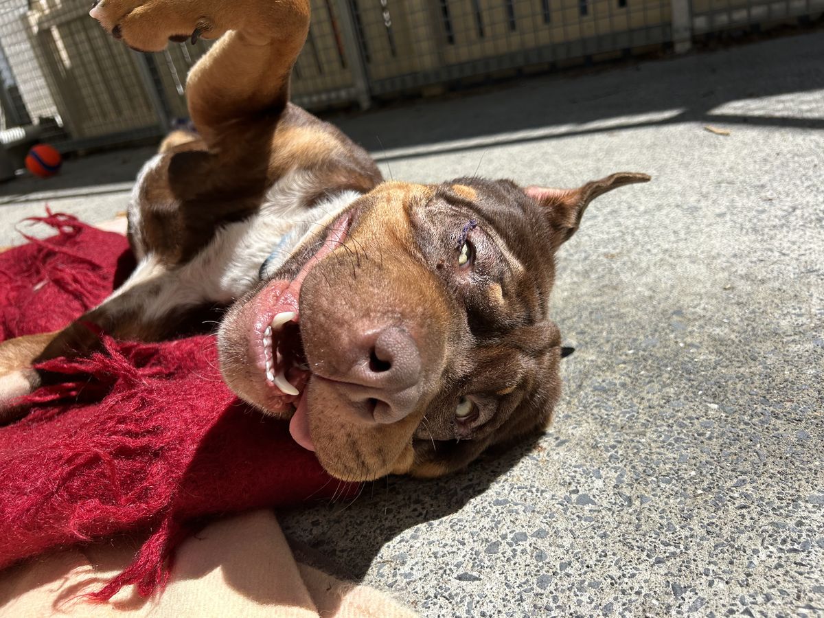 Gallery image: Mustang