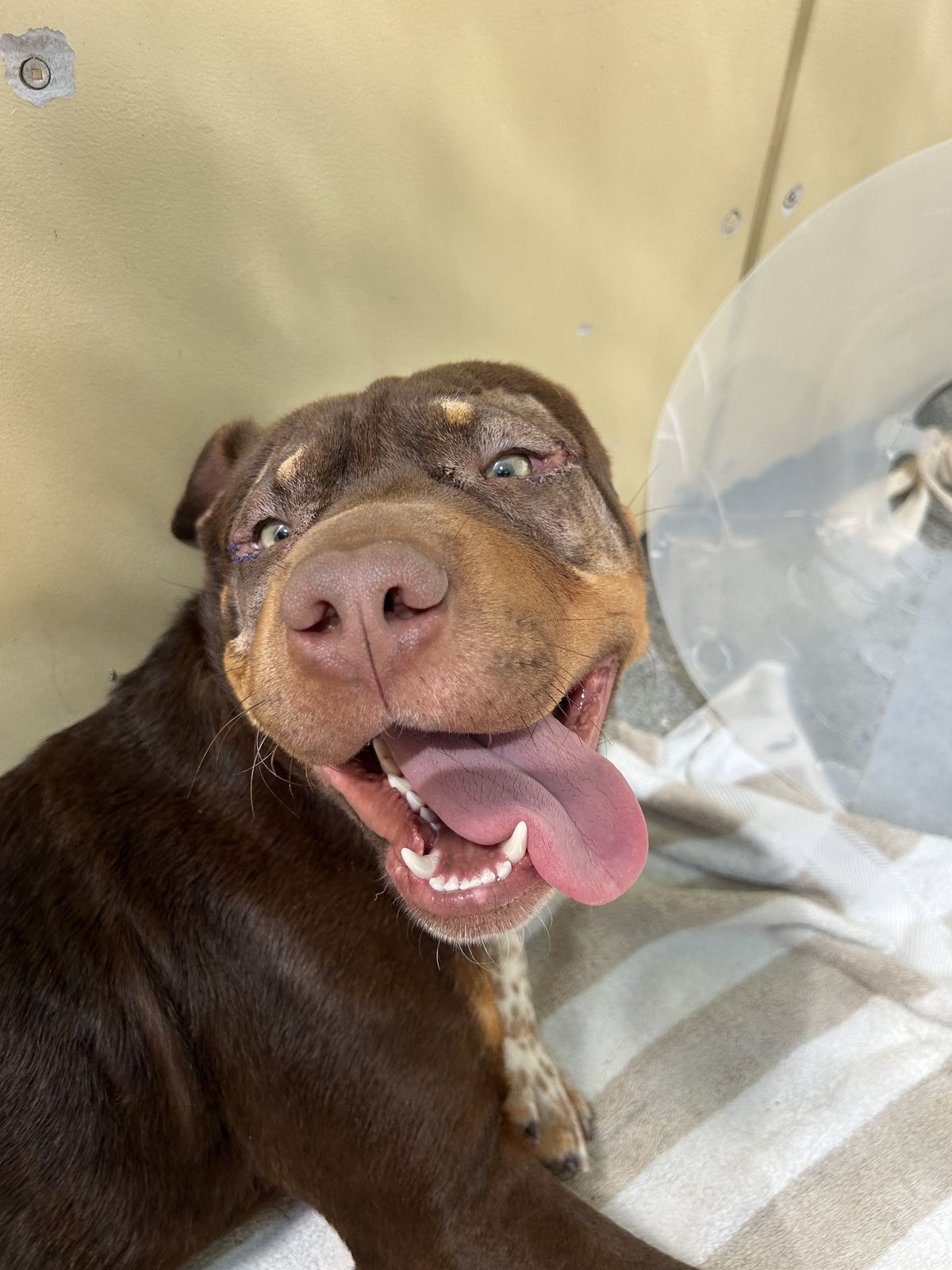 Gallery image: Mustang