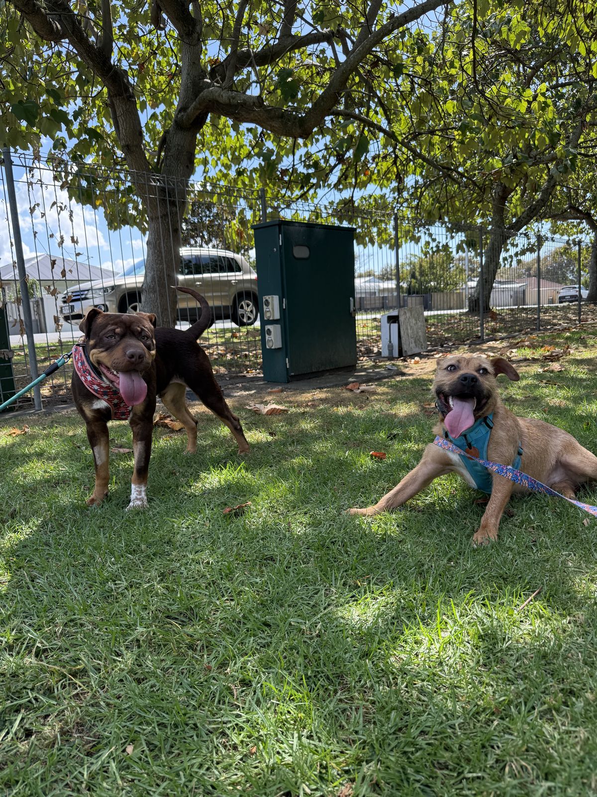 Gallery image: Mustang