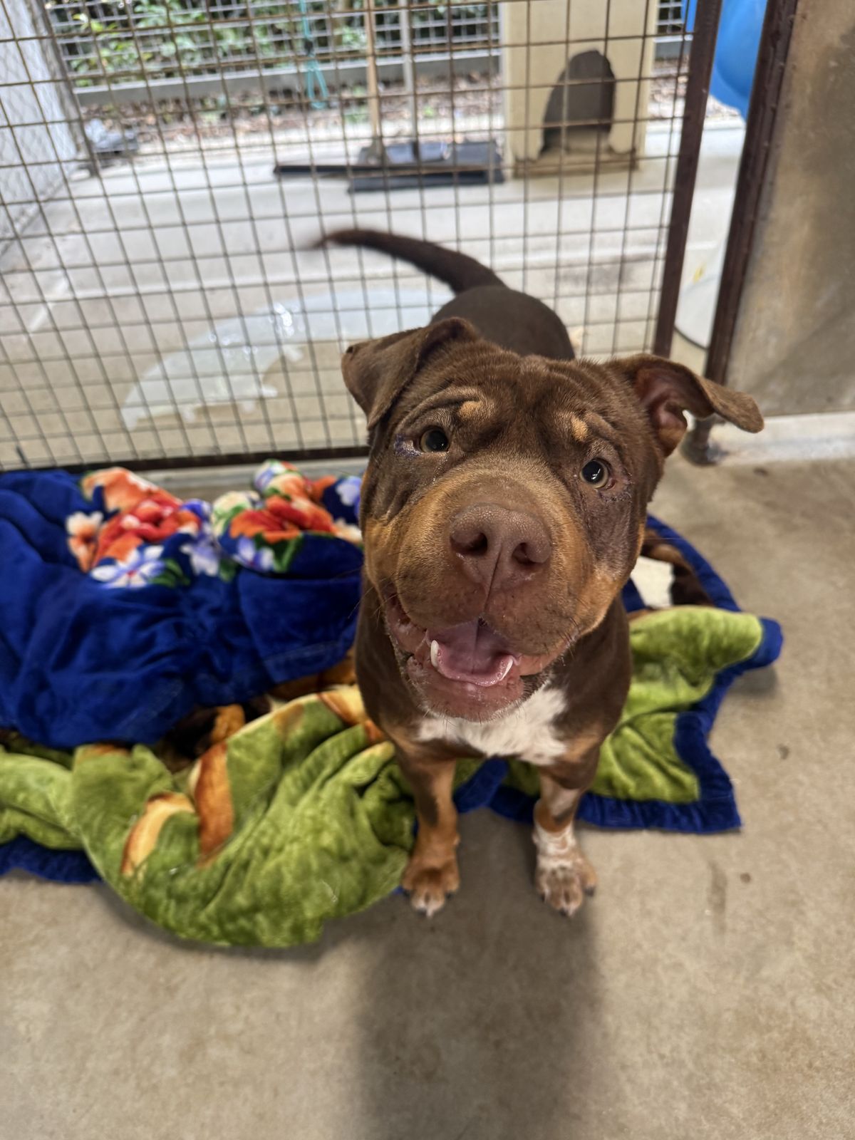 Gallery image: Mustang