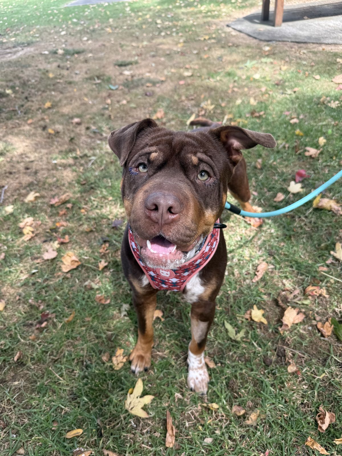 Gallery image: Mustang