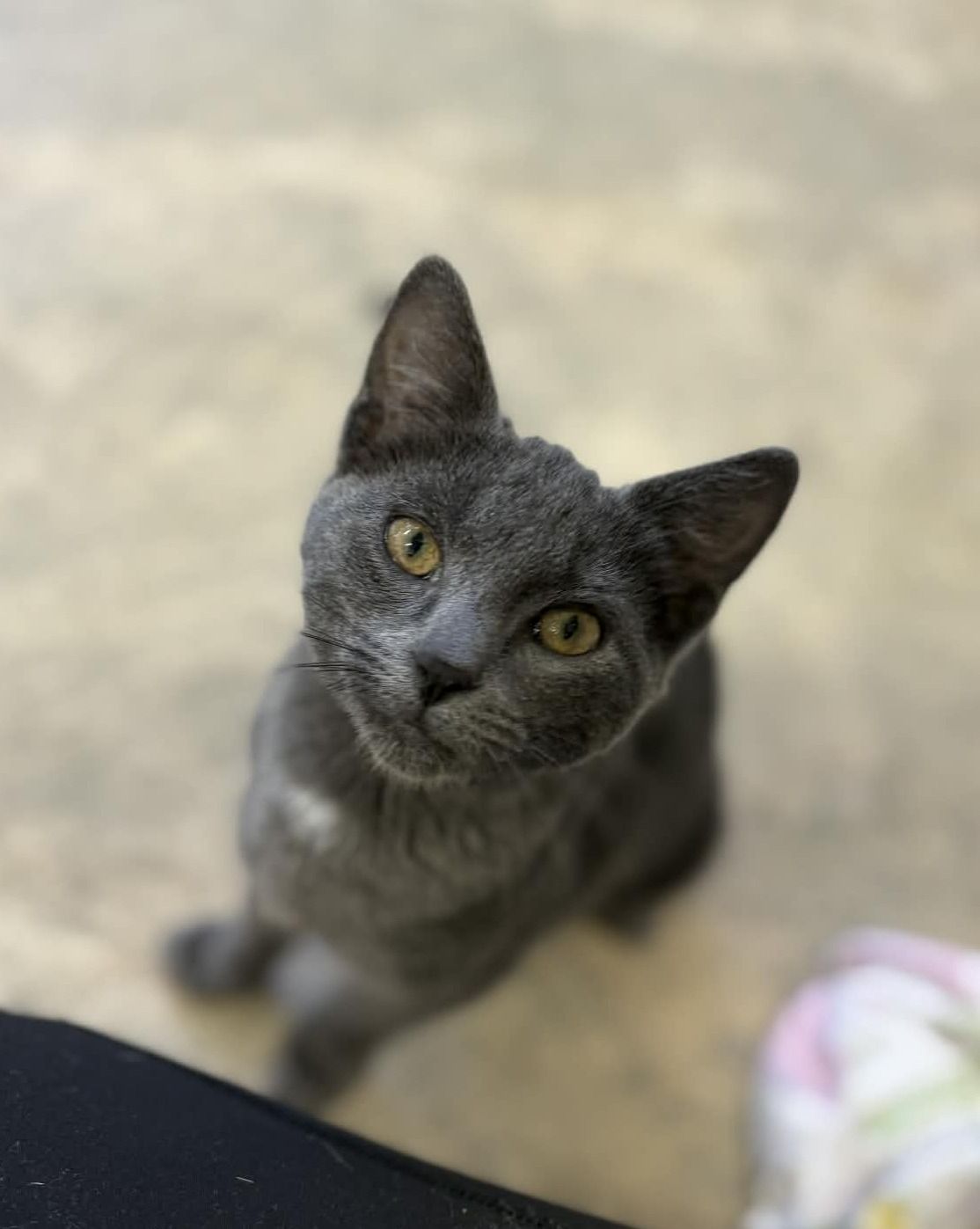 Gallery image: Moonshine