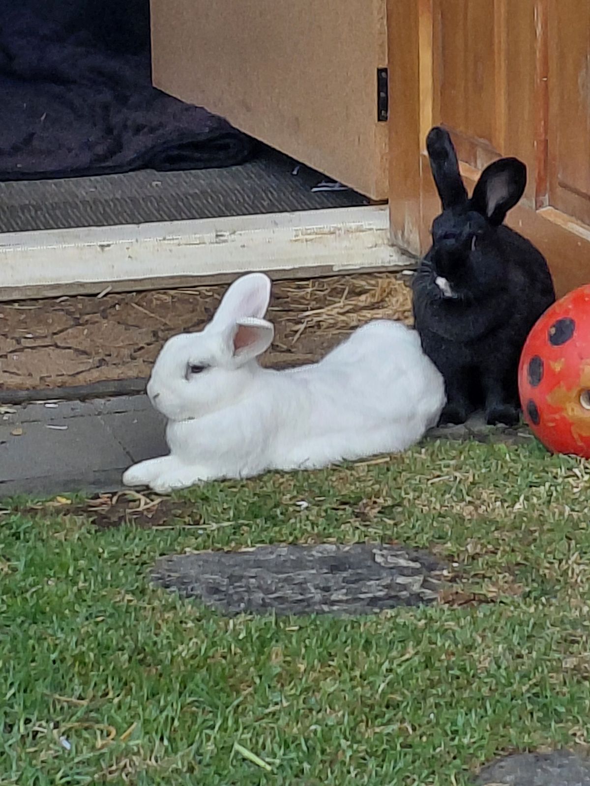 Gallery image: Freya