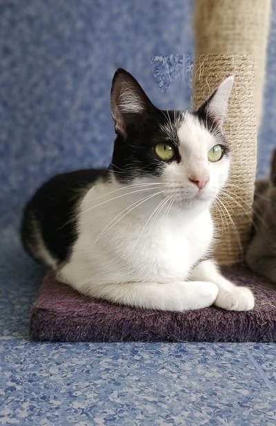 Eevee - Domestic Short Hair