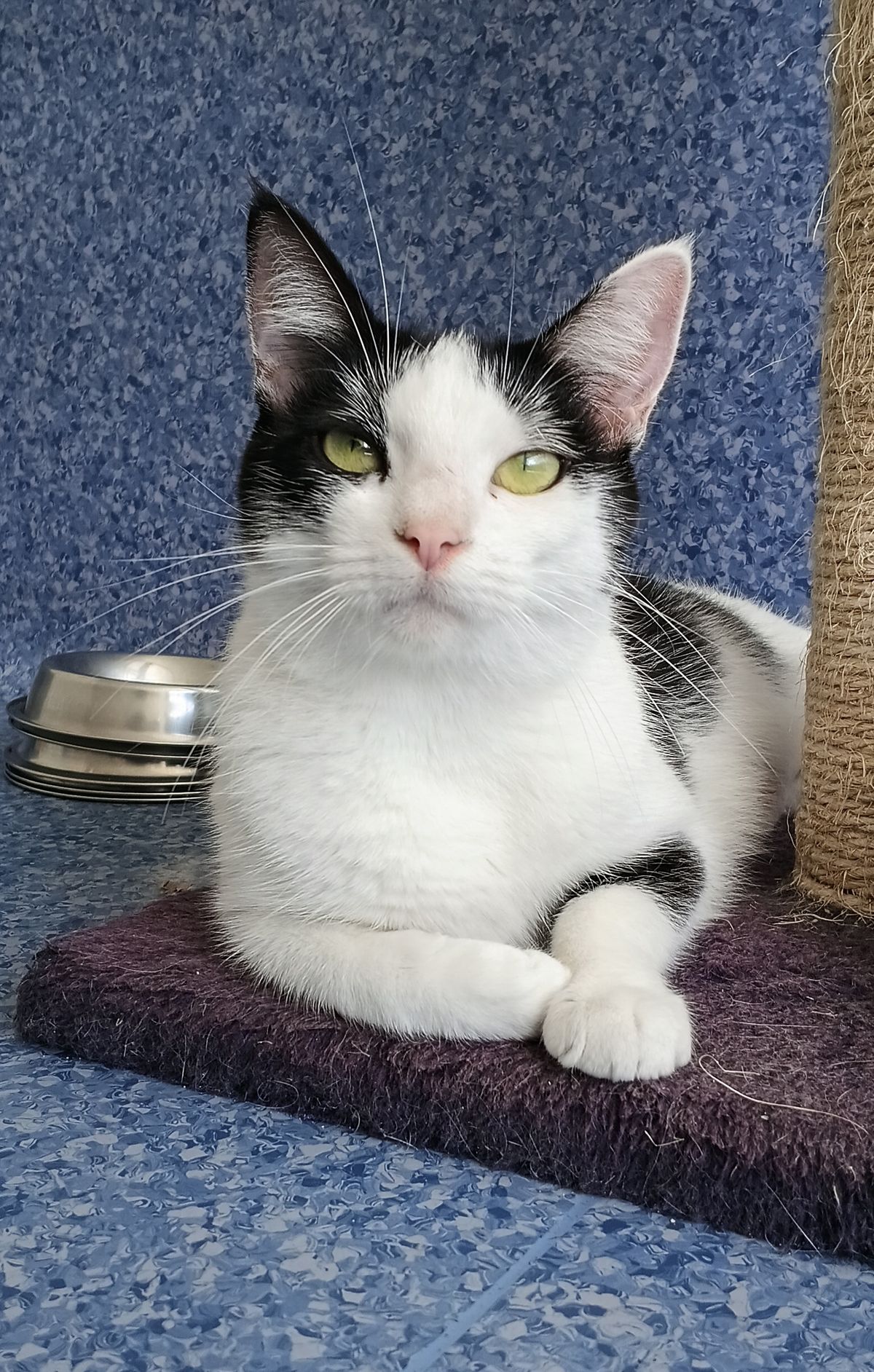 Gallery image: Eevee