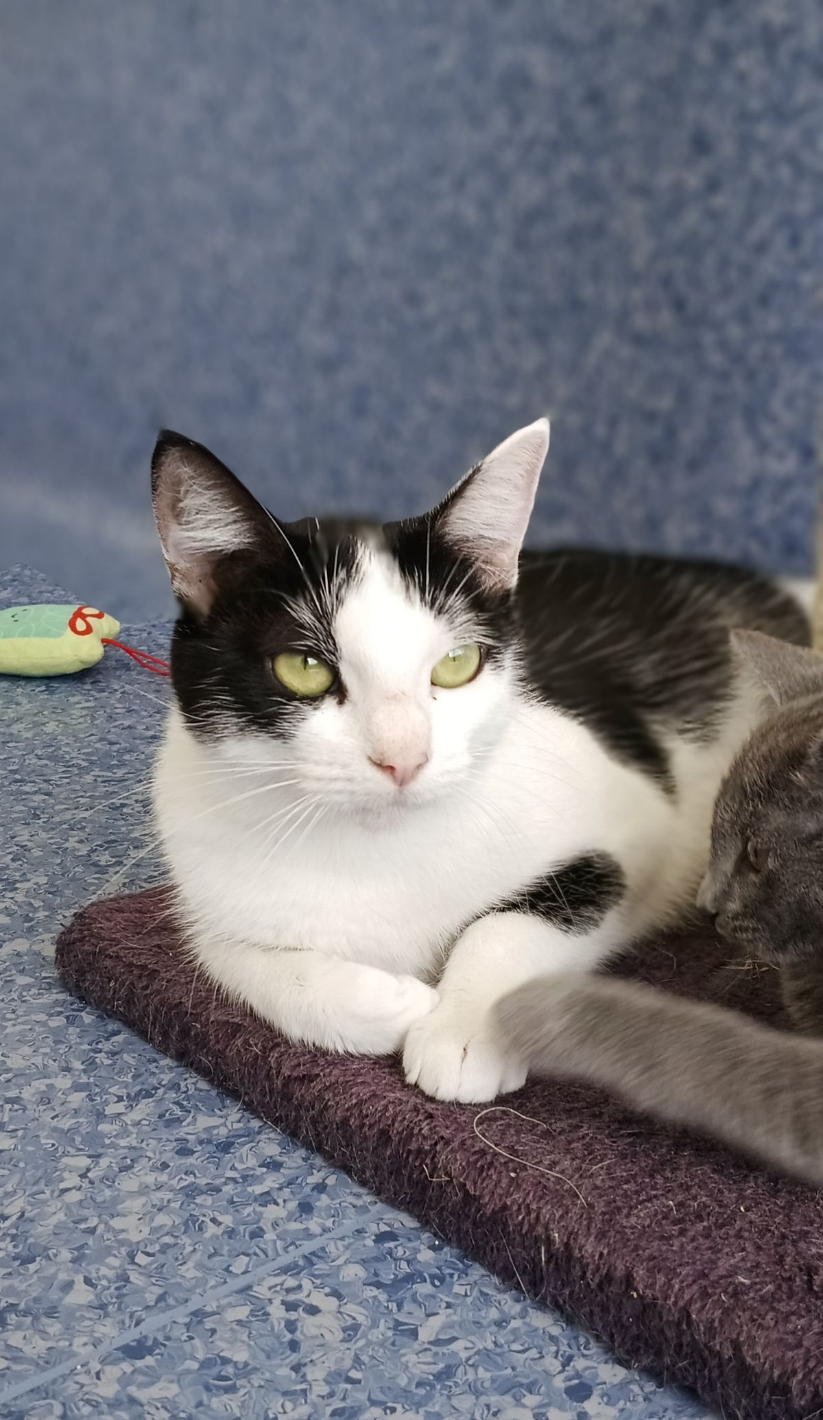 Gallery image: Eevee