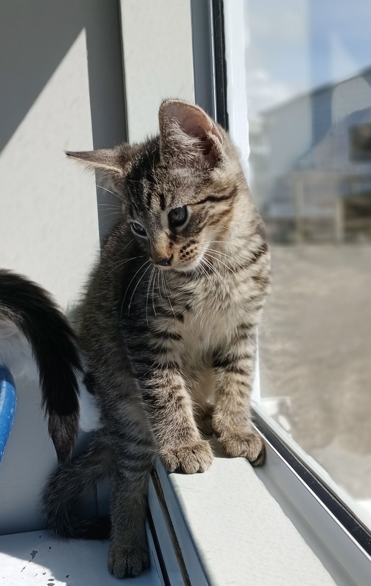 Gallery image: Glaceon