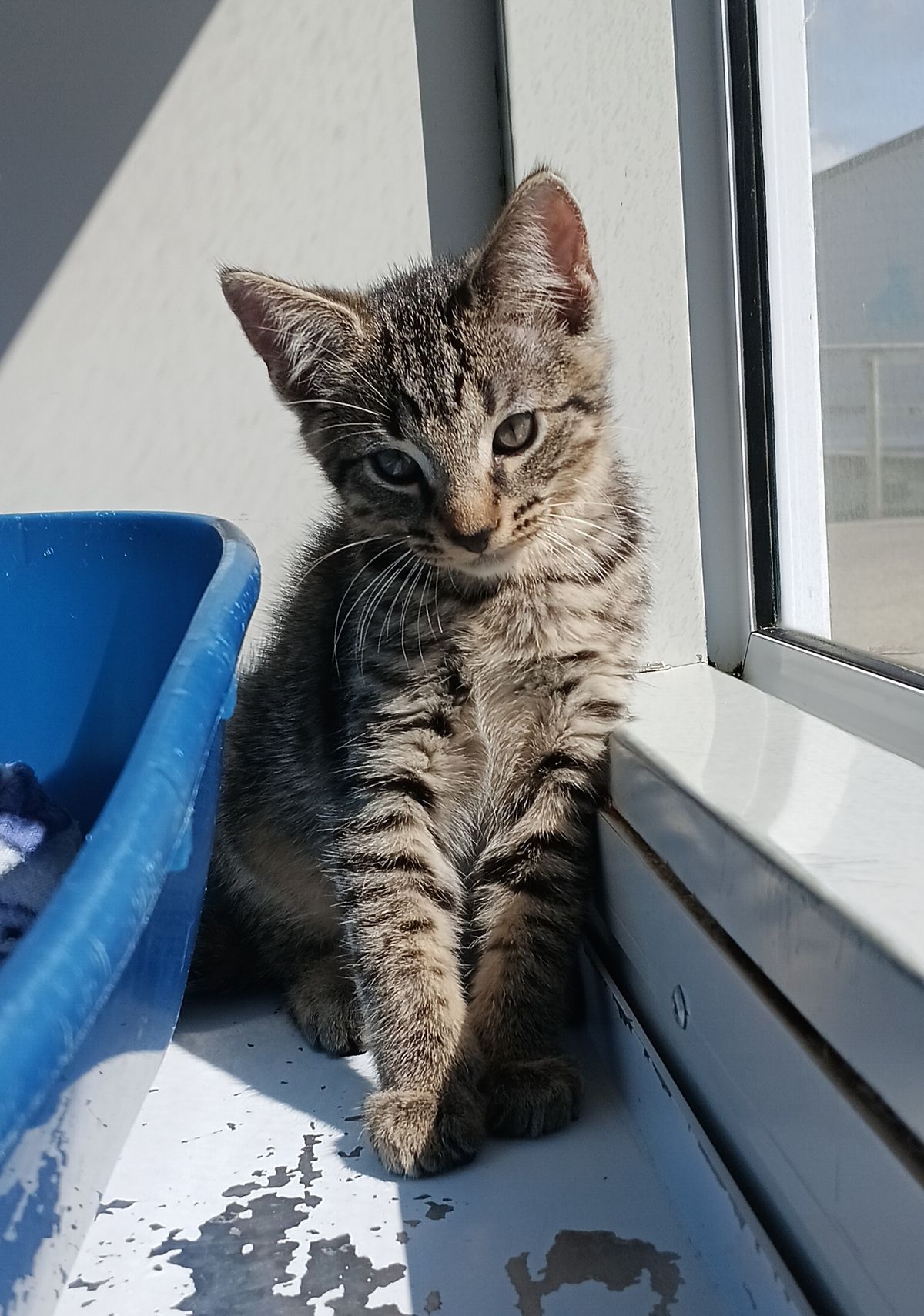 Gallery image: Glaceon