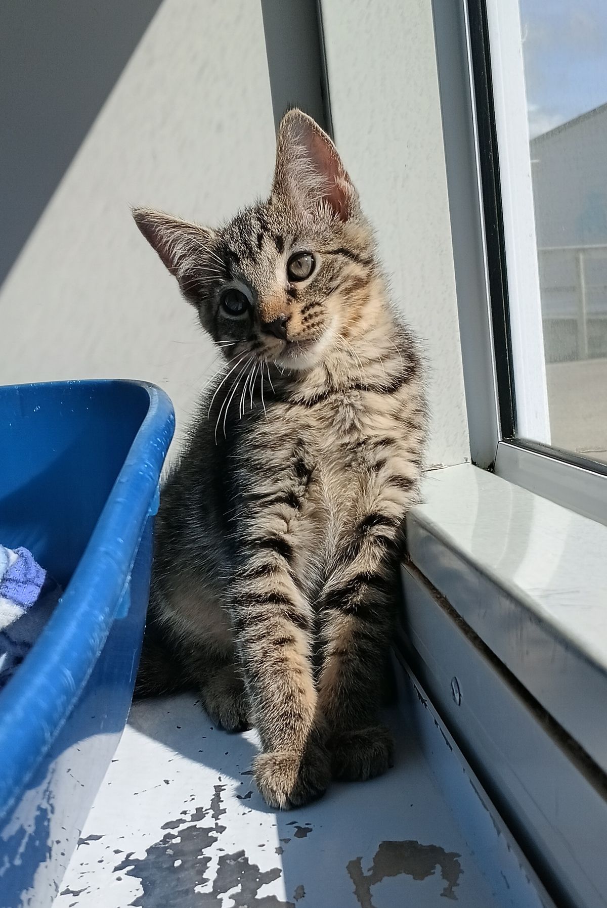 Gallery image: Glaceon