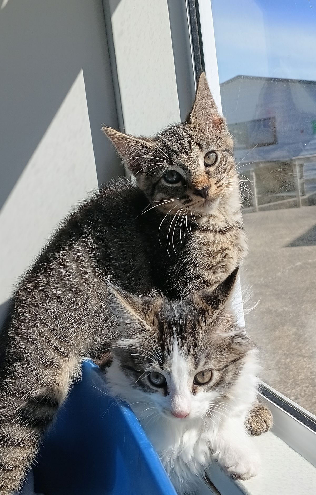 Gallery image: Glaceon