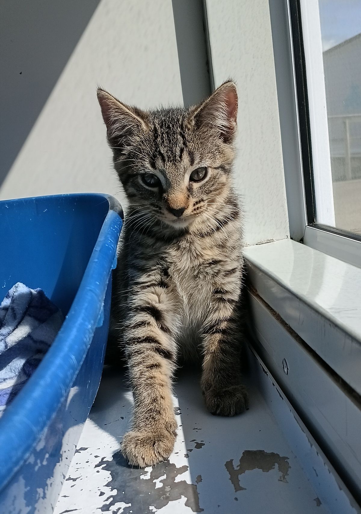 Gallery image: Glaceon