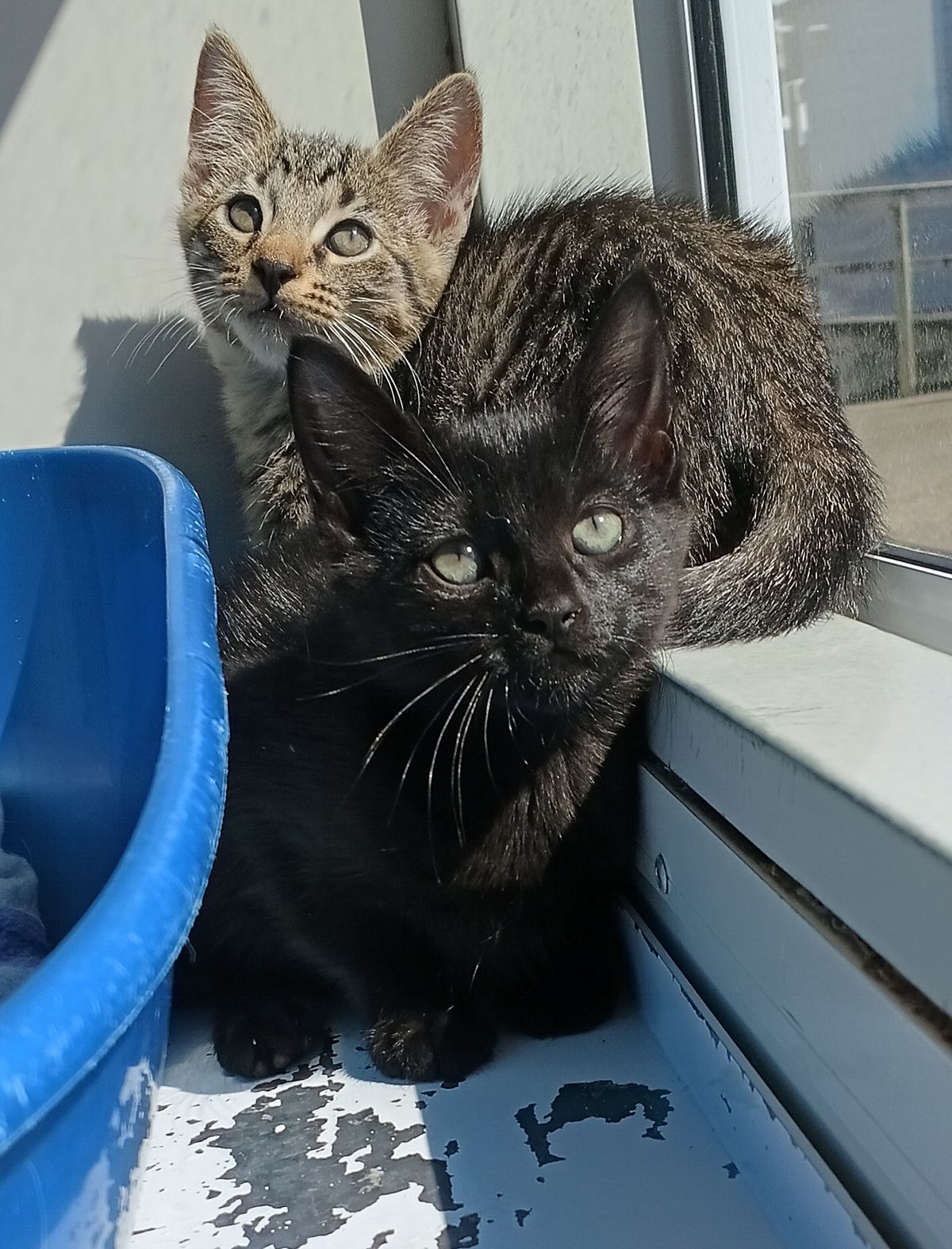 Gallery image: Umbreon