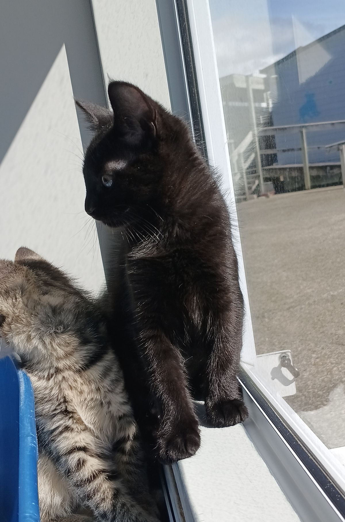 Gallery image: Umbreon