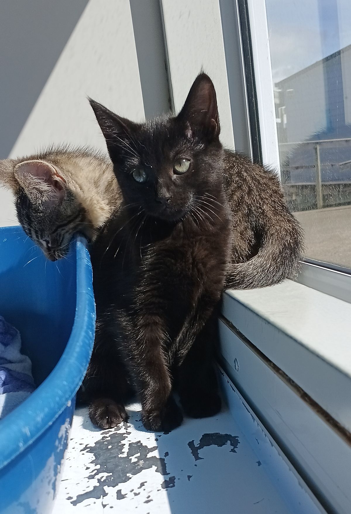 Gallery image: Umbreon