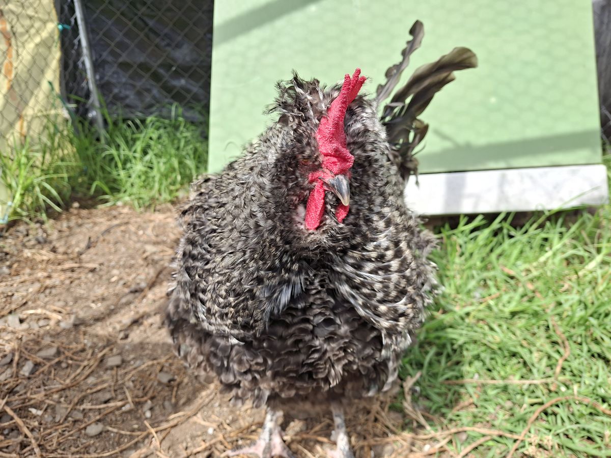 Gallery image: Diplodocus