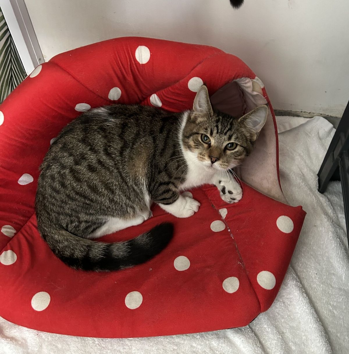 Gallery image: Doppio