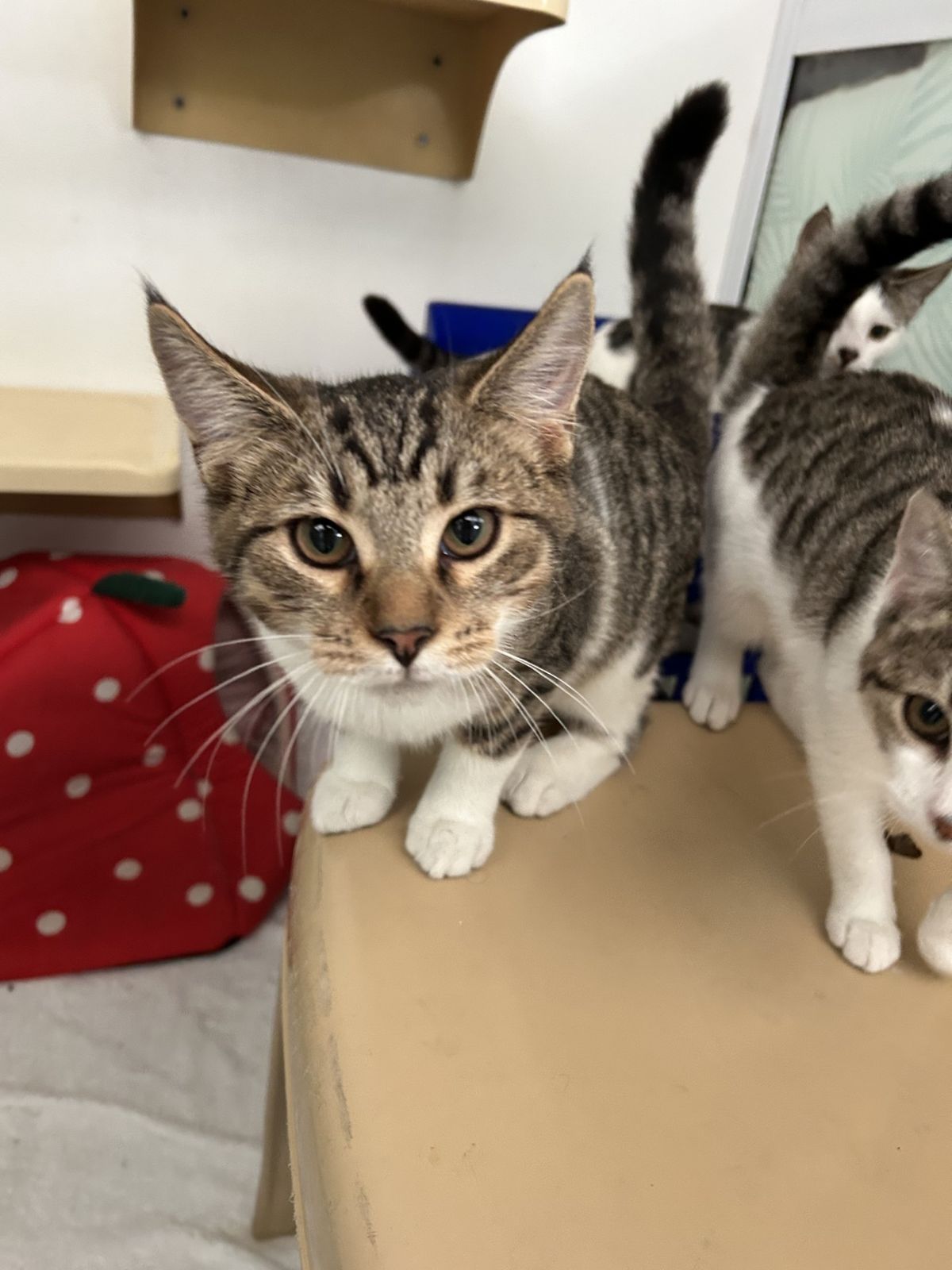 Gallery image: Doppio