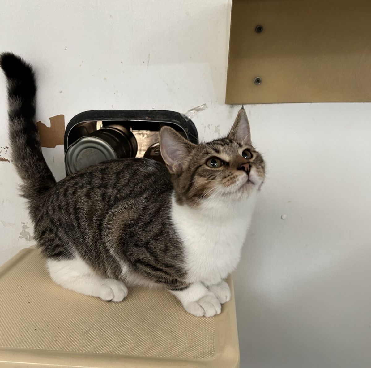 Gallery image: Doppio