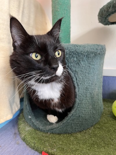 Mittens - Domestic Short Hair