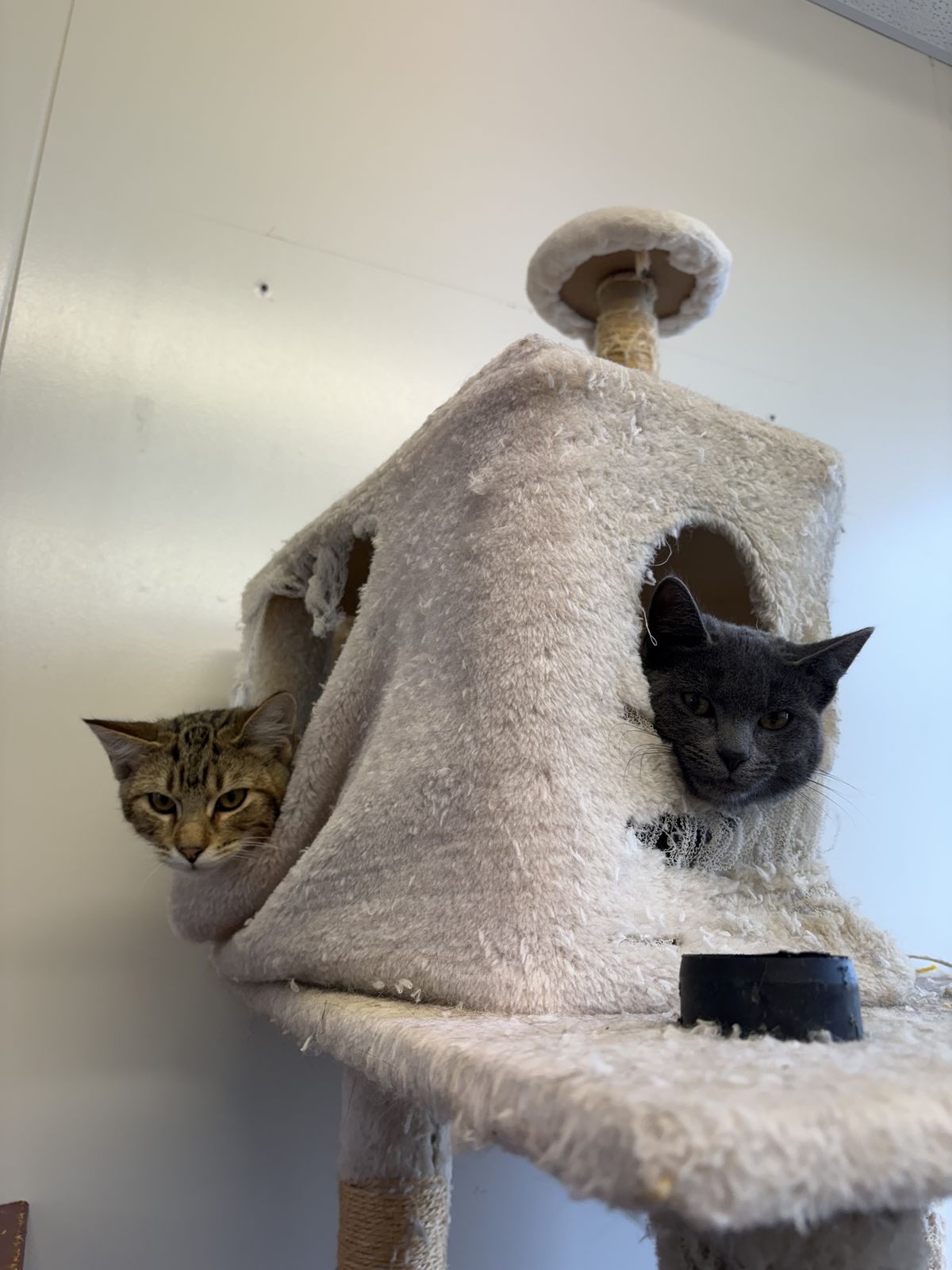 Gallery image: Moonshine