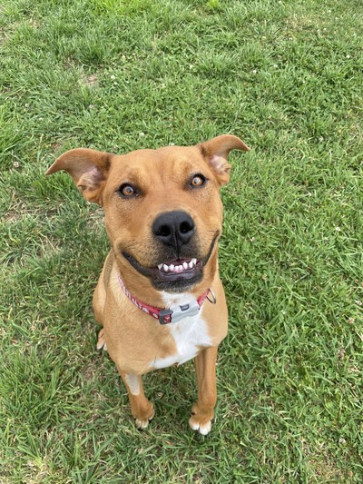 Lucy - Medium Cross Breed