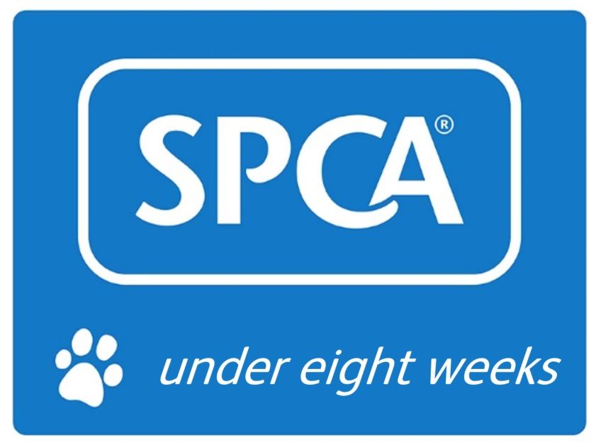 Gallery image: Cornflake 