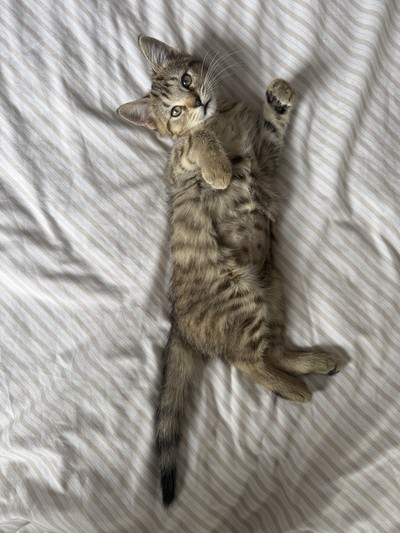 Cornflake  - Domestic Short Hair