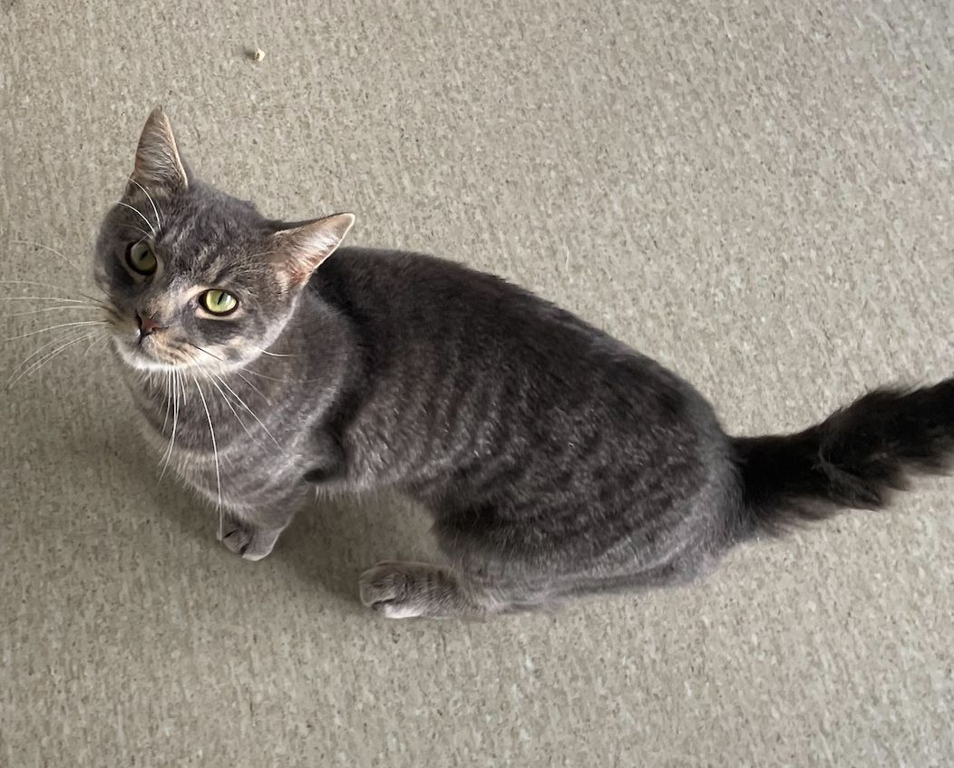 Gallery image: Gobble Guts