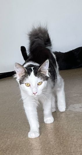 Gallery image: Woody