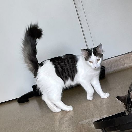 Gallery image: Woody