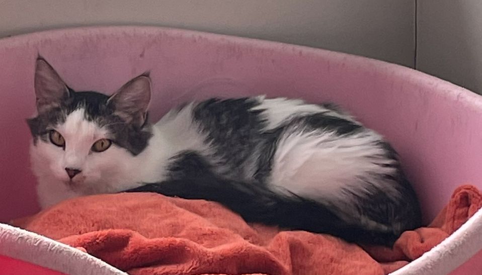 Gallery image: Jessie