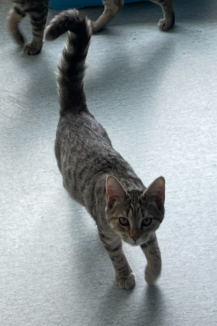 Gallery image: Princess 