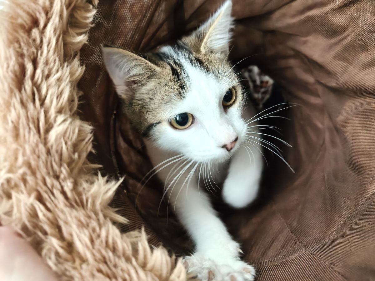 Gallery image: George 