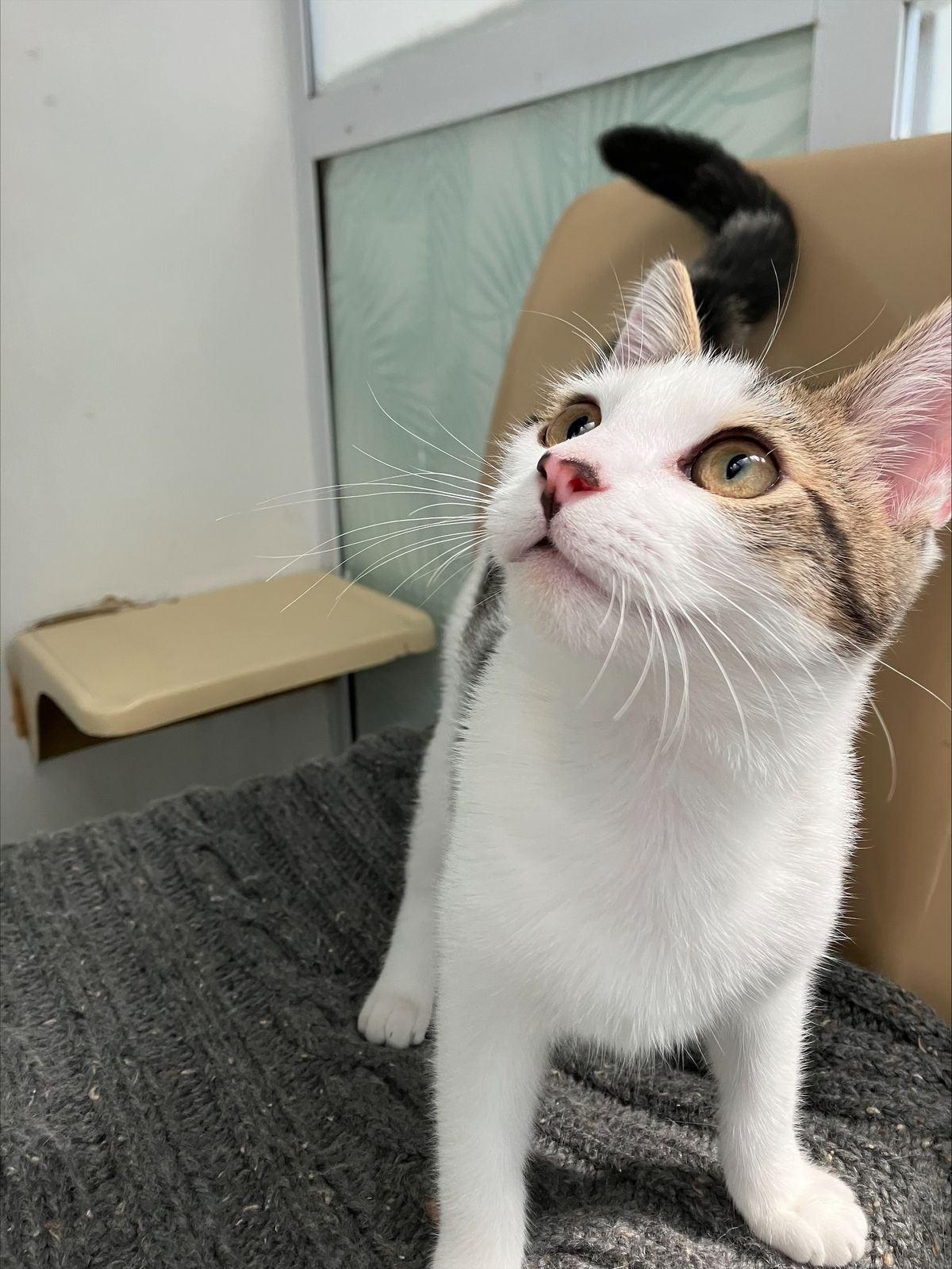 Gallery image: George 