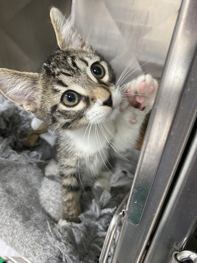 Badger - Domestic Short Hair