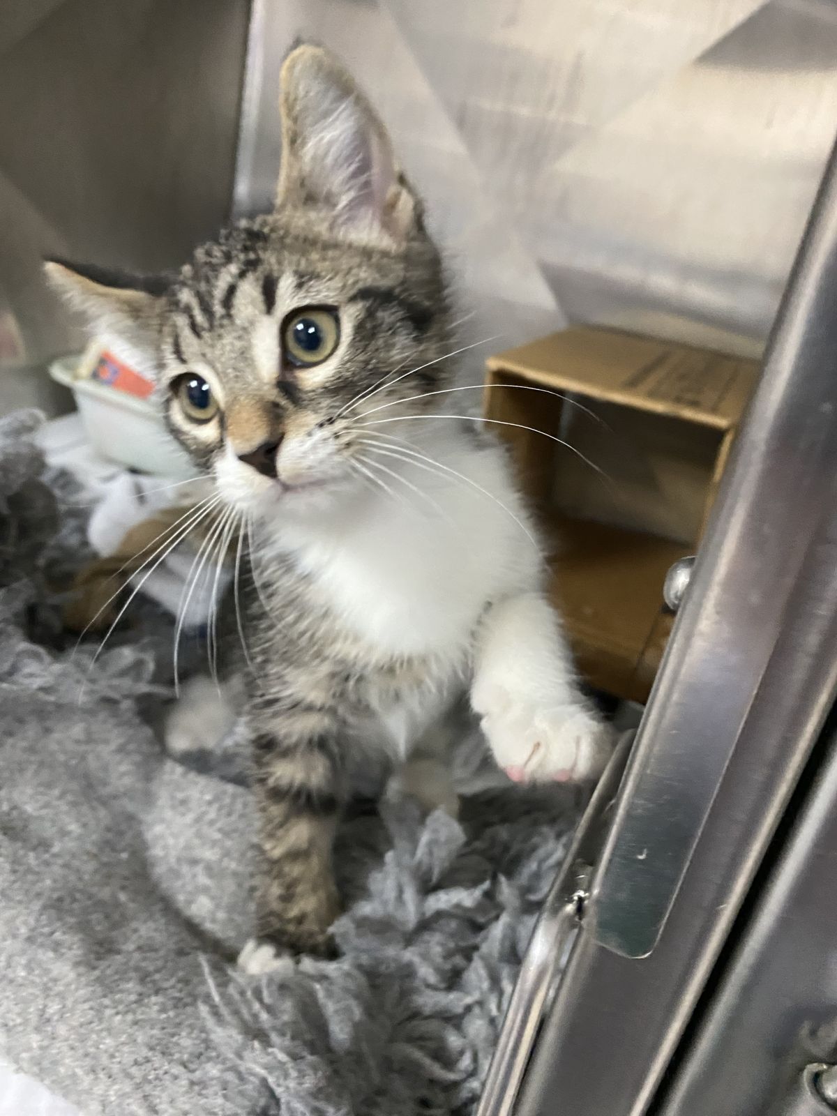 Gallery image: Badger